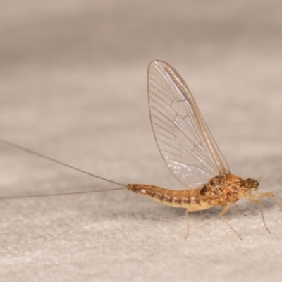 Ephemeroptera (order) (Unidentified Mayfly) at Melba, ACT - 12 Oct 2020 by kasiaaus