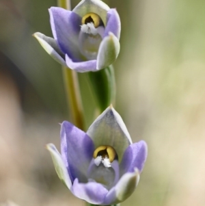 Thelymitra brevifolia at Acton, ACT - suppressed