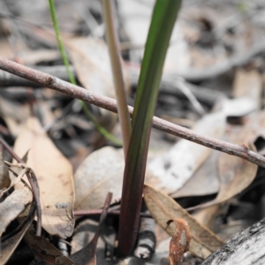 Thelymitra brevifolia at Acton, ACT - suppressed