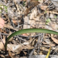 Thelymitra brevifolia at Acton, ACT - suppressed