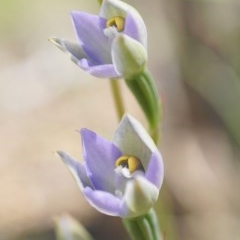 Thelymitra brevifolia at Acton, ACT - suppressed