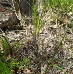 Thelymitra brevifolia at Acton, ACT - suppressed