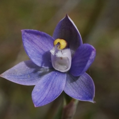 Thelymitra pauciflora (Slender Sun Orchid) at Watson, ACT - 18 Oct 2020 by shoko