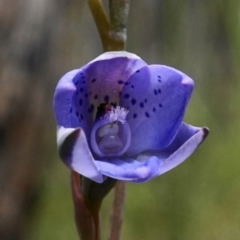 Thelymitra juncifolia (Dotted Sun Orchid) at Point 5803 - 16 Oct 2020 by shoko
