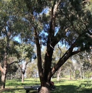 Eucalyptus nicholii at Red Hill to Yarralumla Creek - 15 Oct 2020