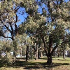 Eucalyptus nicholii at Red Hill to Yarralumla Creek - 15 Oct 2020 09:39 AM