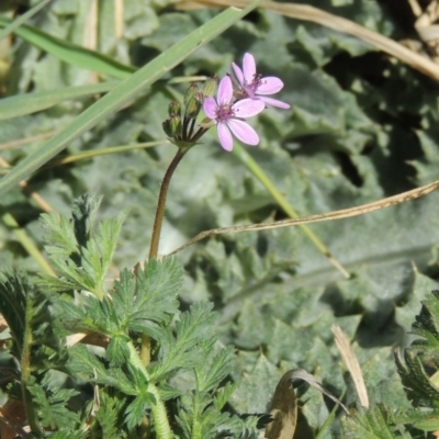 Erodium cicutarium (Common Storksbill, Common Crowfoot) at Gordon, ACT - 14 Sep 2020 by michaelb