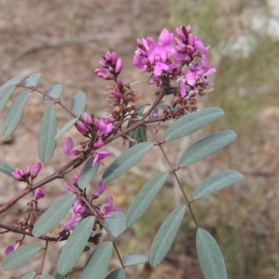 Indigofera australis subsp. australis (Australian Indigo) at Crace, ACT - 5 Oct 2020 by michaelb