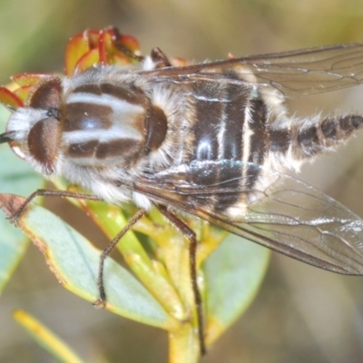 Trichophthalma sp. (genus) (Tangle-vein fly) at O'Connor, ACT - 18 Oct 2020 by Harrisi