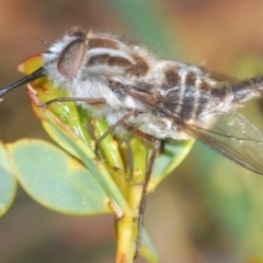 Trichophthalma sp. (genus) at O'Connor, ACT - 18 Oct 2020