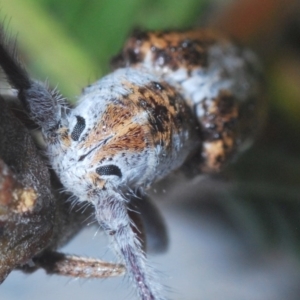 Rhytiphora lateralis at O'Connor, ACT - 18 Oct 2020