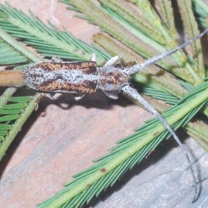 Rhytiphora lateralis at O'Connor, ACT - 18 Oct 2020