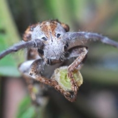 Rhytiphora lateralis at O'Connor, ACT - 18 Oct 2020