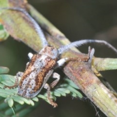 Rhytiphora lateralis at O'Connor, ACT - 18 Oct 2020