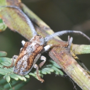 Rhytiphora lateralis at O'Connor, ACT - 18 Oct 2020