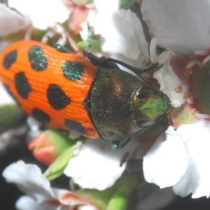 Castiarina octomaculata at O'Connor, ACT - 18 Oct 2020