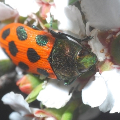 Castiarina octomaculata (A jewel beetle) at O'Connor, ACT - 18 Oct 2020 by Harrisi