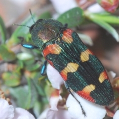 Castiarina sexplagiata (Jewel beetle) at O'Connor, ACT - 18 Oct 2020 by Harrisi