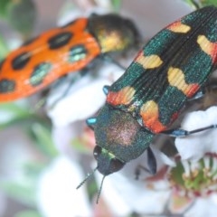 Castiarina sexplagiata at O'Connor, ACT - 18 Oct 2020 08:19 PM