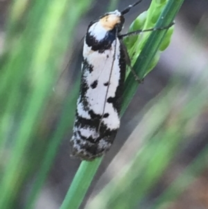 Philobota lysizona at Aranda, ACT - 18 Oct 2020