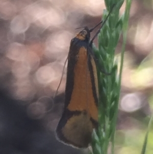 Philobota undescribed species near arabella at Aranda, ACT - 18 Oct 2020