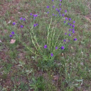 Echium plantagineum at O'Malley, ACT - 17 Oct 2020