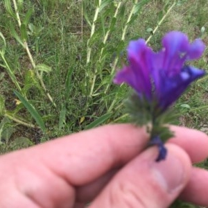 Echium plantagineum at O'Malley, ACT - 17 Oct 2020