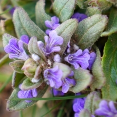 Ajuga australis (Austral Bugle) at Yaouk, NSW - 16 Oct 2020 by trevsci