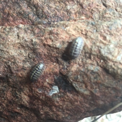 Armadillidium vulgare (Slater bug, woodlouse, pill bug, roley poley) at Garran, ACT - 17 Oct 2020 by Tapirlord