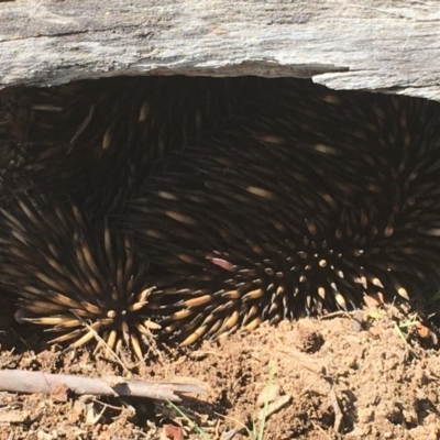 Tachyglossus aculeatus (Short-beaked Echidna) at Forde, ACT - 18 Oct 2020 by Tapirlord