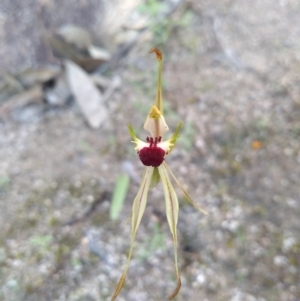 Caladenia parva at Paddys River, ACT - 18 Oct 2020