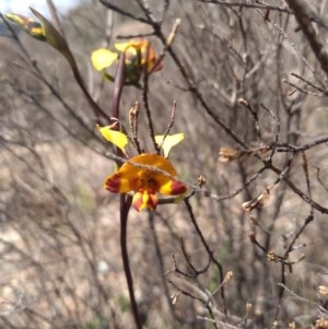 Diuris semilunulata at Paddys River, ACT - suppressed