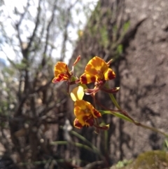 Diuris semilunulata at Paddys River, ACT - suppressed