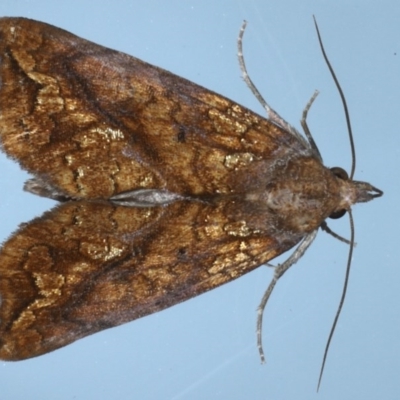 Plusiodonta arctipennis (Hooked Elegant) at Lilli Pilli, NSW - 6 Oct 2020 by jb2602