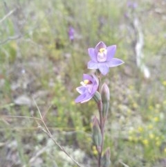 Thelymitra sp. (pauciflora complex) (Sun Orchid) at Jerrabomberra, ACT - 16 Oct 2020 by Greggy