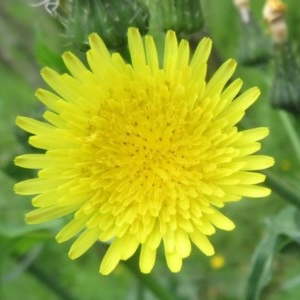 Sonchus oleraceus at Holt, ACT - 17 Oct 2020