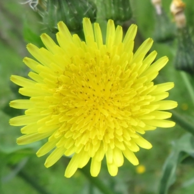 Sonchus oleraceus (Annual Sowthistle) at Holt, ACT - 17 Oct 2020 by Christine