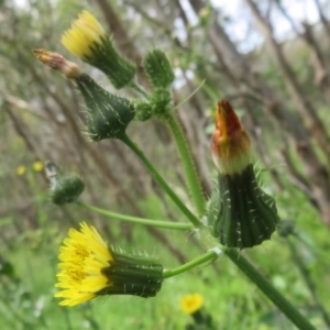 Sonchus oleraceus at Holt, ACT - 17 Oct 2020