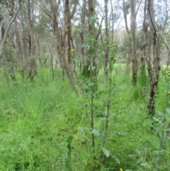 Sonchus oleraceus at Holt, ACT - 17 Oct 2020