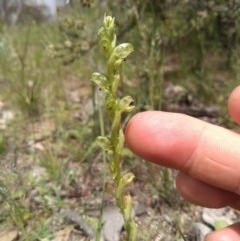 Hymenochilus cycnocephalus (Swan greenhood) at Isaacs Ridge - 16 Oct 2020 by Greggy