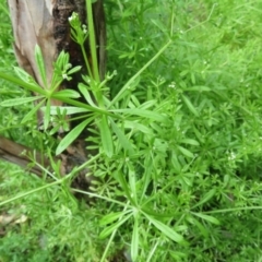 Galium aparine at Holt, ACT - 17 Oct 2020