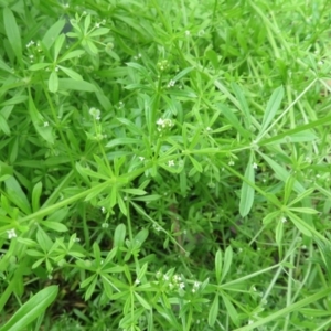 Galium aparine at Holt, ACT - 17 Oct 2020