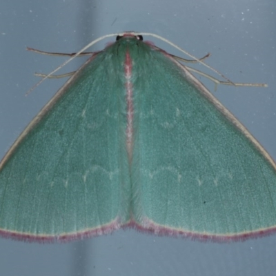 Chlorocoma undescribed species MoVsp3 (An Emerald moth) at Lilli Pilli, NSW - 6 Oct 2020 by jb2602