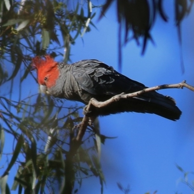 Callocephalon fimbriatum (Gang-gang Cockatoo) at Felltimber Creek NCR - 18 Oct 2020 by Kyliegw