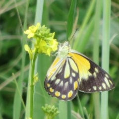 Belenois java (Caper White) at Woodstock Nature Reserve - 17 Oct 2020 by Christine