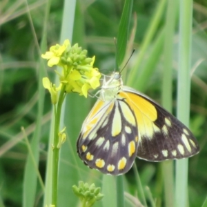 Belenois java at Holt, ACT - 17 Oct 2020