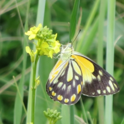 Belenois java (Caper White) at Woodstock Nature Reserve - 17 Oct 2020 by Christine