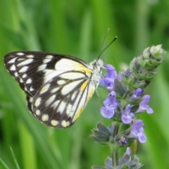 Belenois java at Holt, ACT - 17 Oct 2020