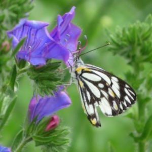 Belenois java at Holt, ACT - 17 Oct 2020