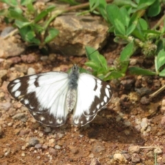 Belenois java at Holt, ACT - 17 Oct 2020